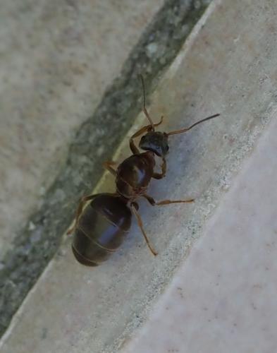 Réf. 238 065 : Lasius sp.
